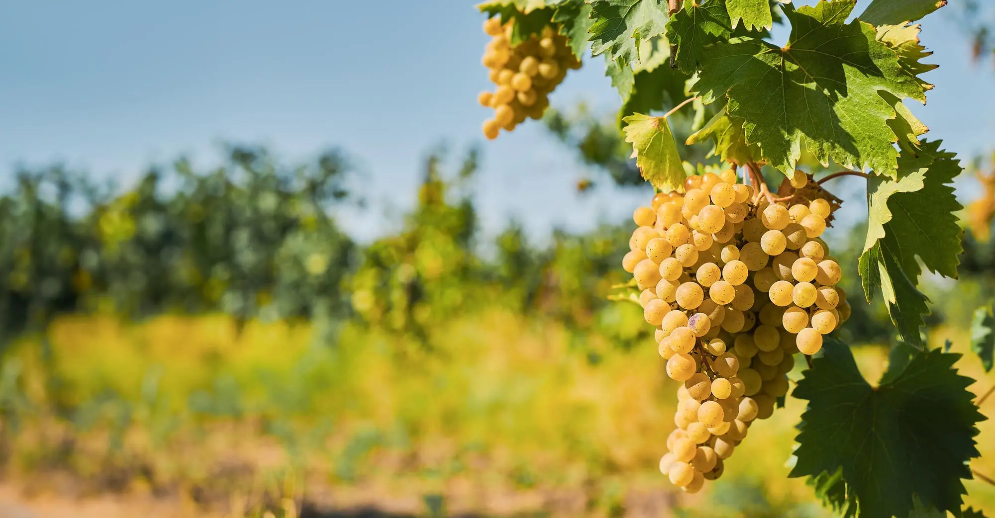 Tarcal szőlőhegyei – dűlőutak és szőlősorok Tokaj-Hegyalján
