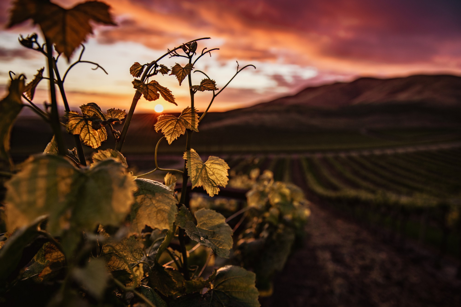 Tokaj borvidék látképe – szőlőhegyek, folyók, tokaji táj